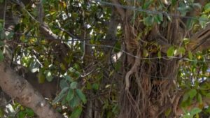 Bihar Banyan Tree
