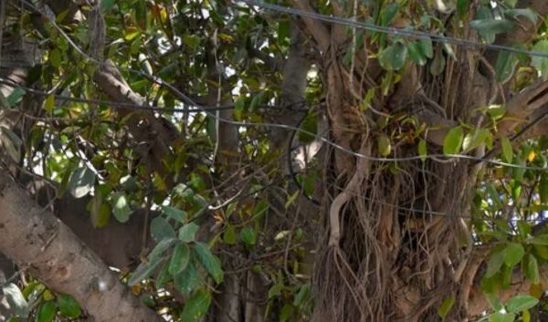 Bihar Banyan Tree