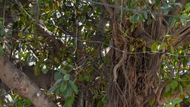 Bihar Banyan Tree